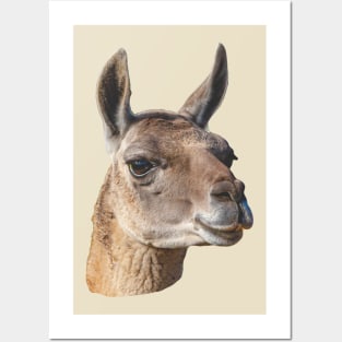 Beautiful head of a Guanaco Posters and Art